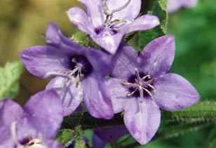 Campanula alata